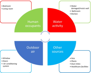 What is the commonest bacteria found in indoor air